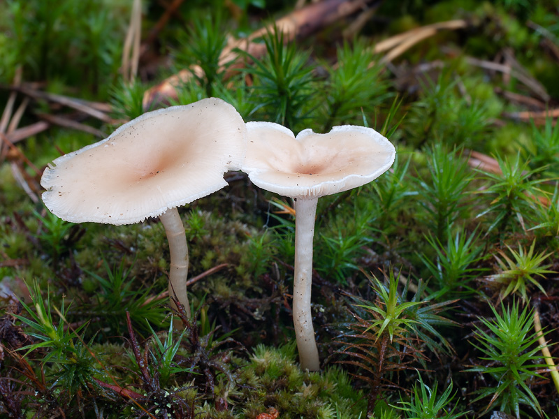 Clitocybe marginella